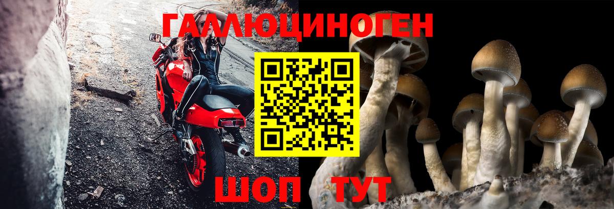 Галлюциногенные грибы Cubensis  Вход с VPN  Гагарин  наркота  Галлюциногенные грибы GOLDEN TEACHER 